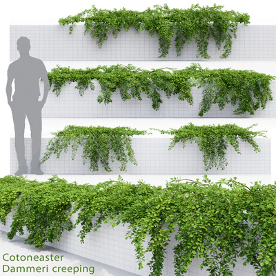 Cotoneaster — Вид 1