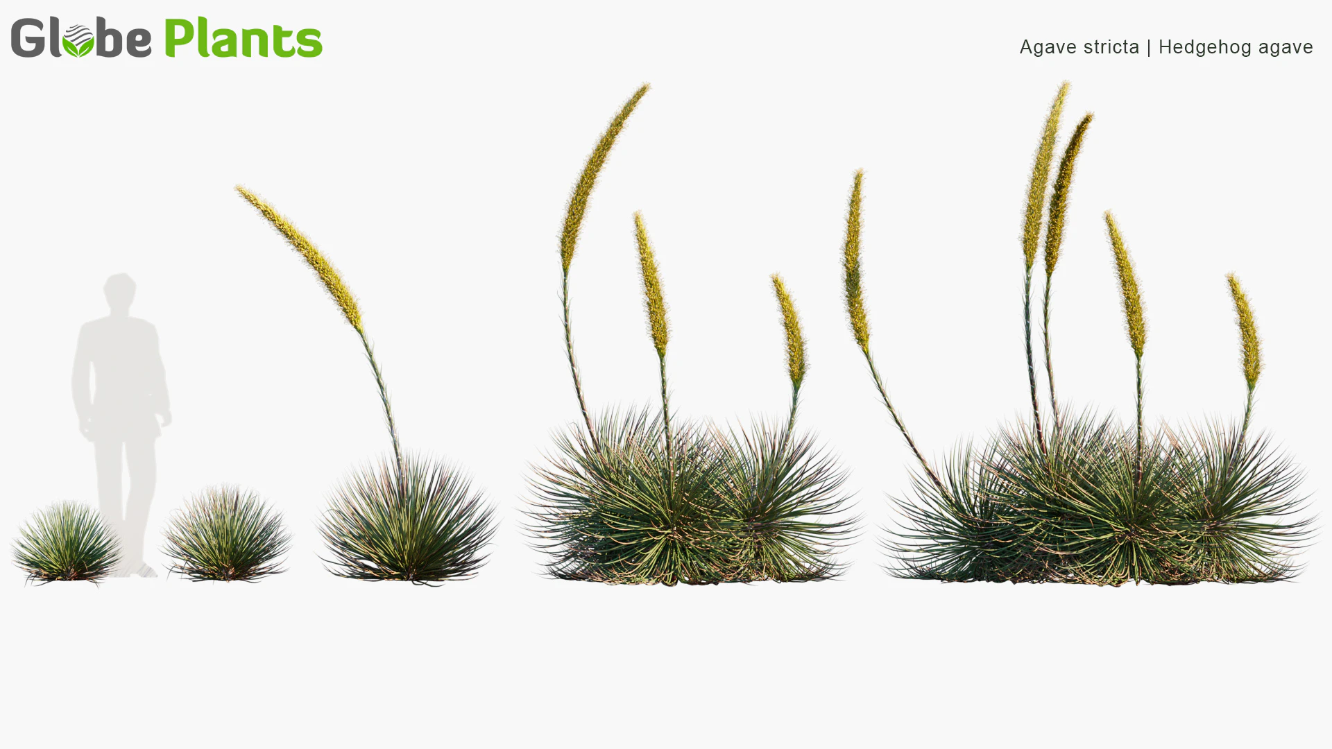 agave stricta — Скачать