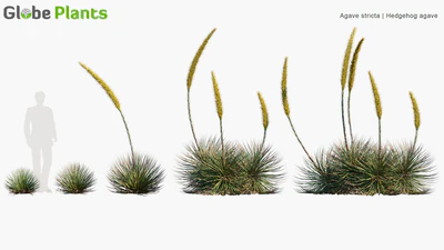 agave stricta — descargar