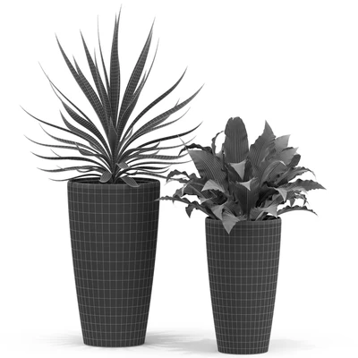 Plants collection 436 — Вид 3