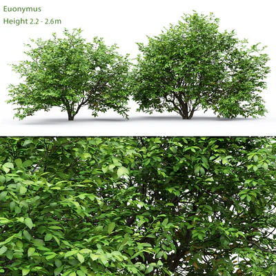 Euonymus — Ver 1