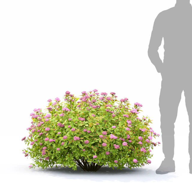 Spiraea Golden Princess — Скачать