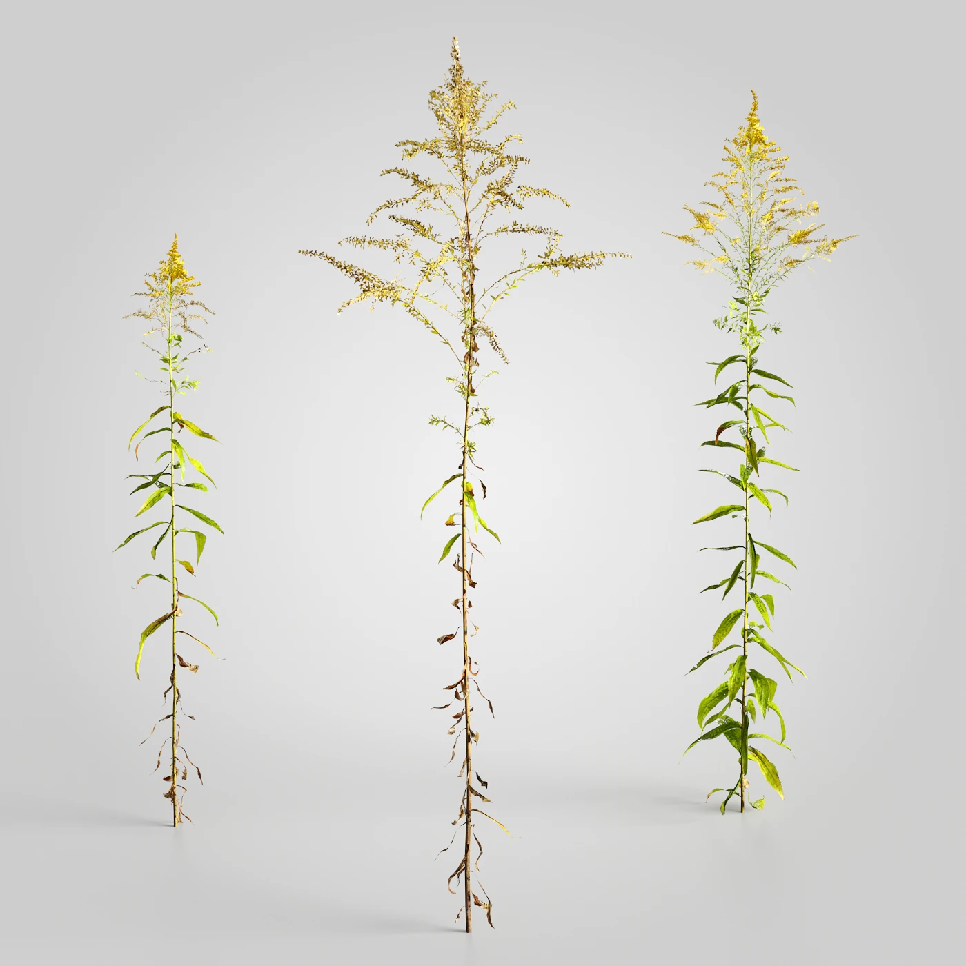 plants and weeds 015 — Скачать