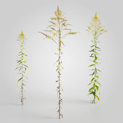 plants and weeds 015 — Скачать
