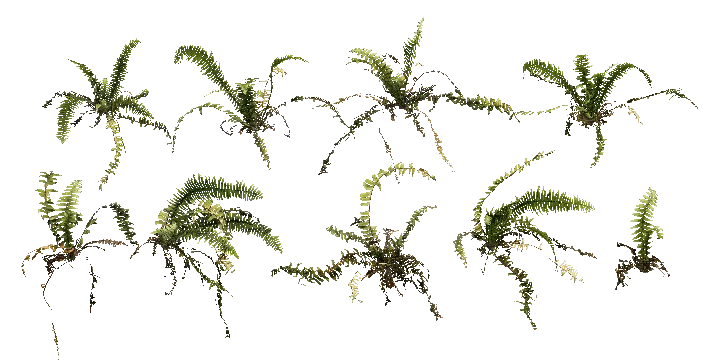 fern 005 — Скачать