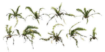fern 005 — Скачать