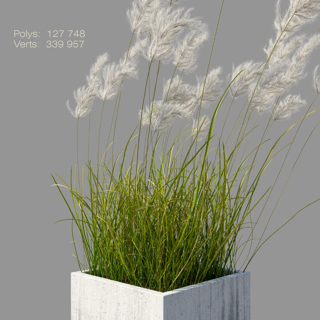 pampas grass 3 — Descargar
