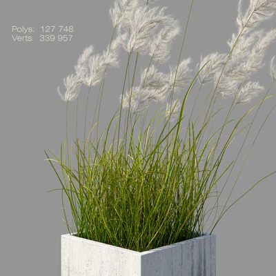 pampas grass 3 — Ver 4