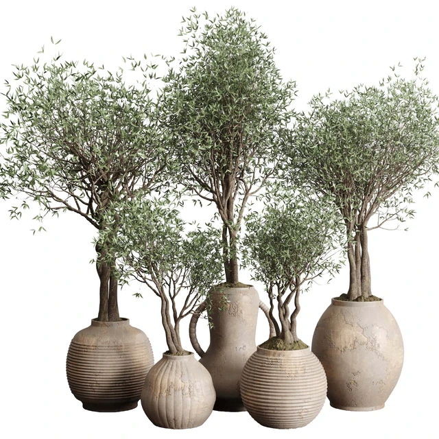 Olive tree in an old earthenware vase indoor collection 182 — Скачать