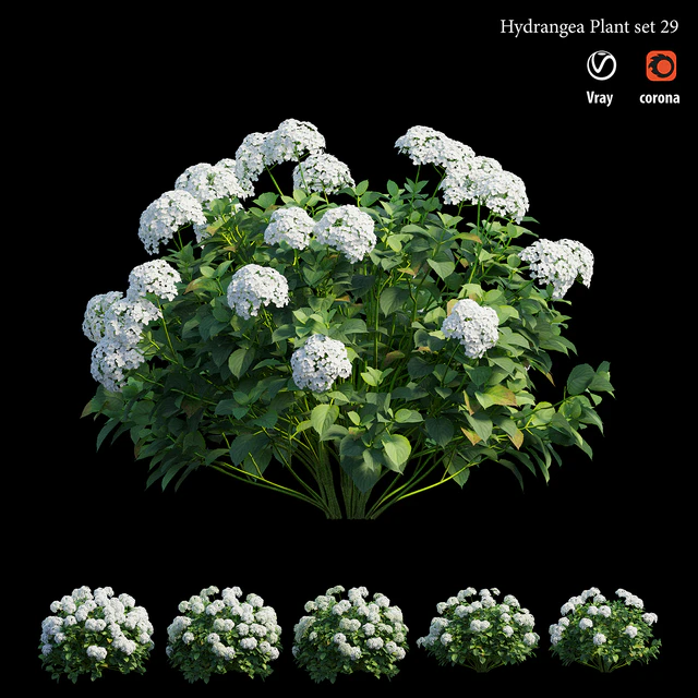 Hydrangea Plant set 29 — Descargar