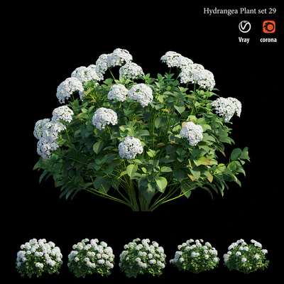 Hydrangea Plant set 29 — Ver 4