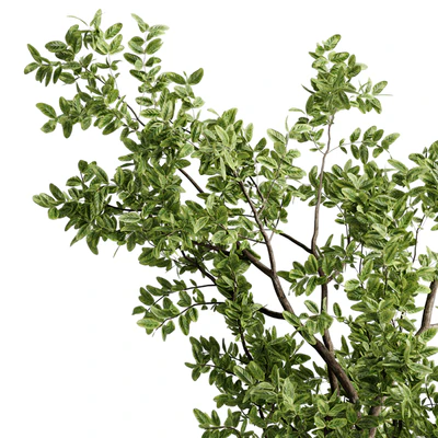 Ficus elastica branch in a metal pot - set indoor plant 618 — Вид 6