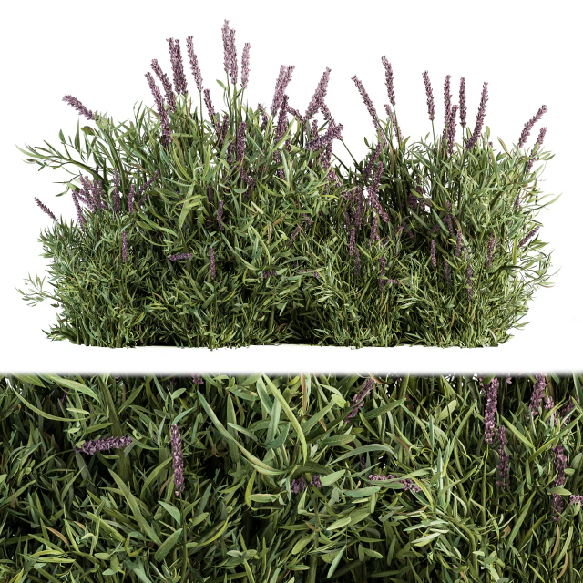 Lavender Bush - Bush Set20 — Скачать
