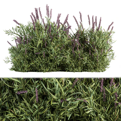 Lavender Bush - Bush Set20 — Вид 1