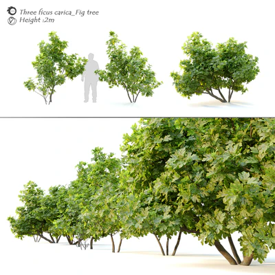 Ficus carica (fig tree)  2 — Ver 1