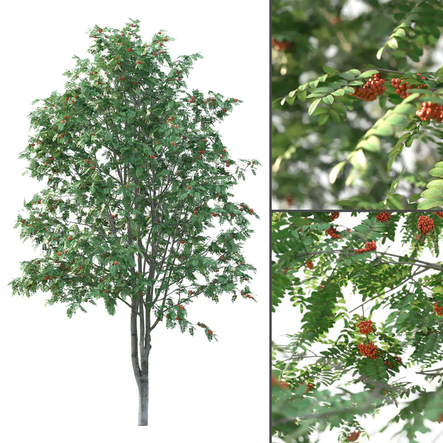 Rowan — Скачать