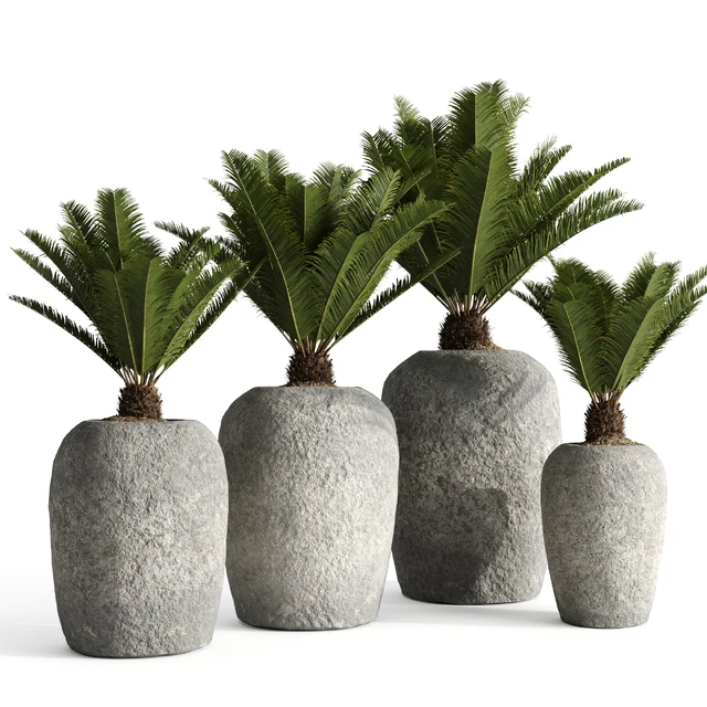 Restoration Hardware Cantera Planters With Sago Palm — Descargar