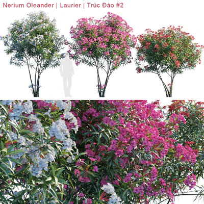 Nerium Oleander | Laurier | Trúc Đào #2 — Вид 1