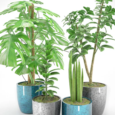 Plant 41 — Ver 2