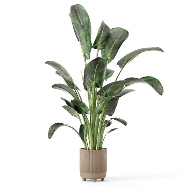 Indoor Plants  in rusty Concrete Pot - Set 582 — Скачать