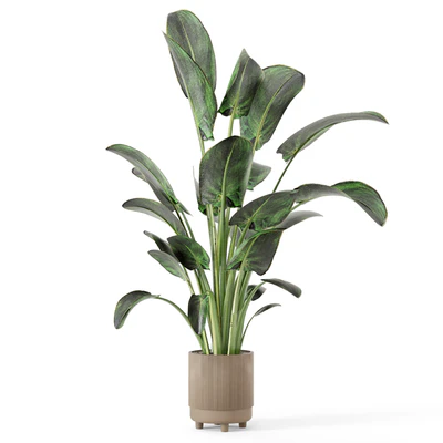 Indoor Plants  in rusty Concrete Pot - Set 582 — Вид 6
