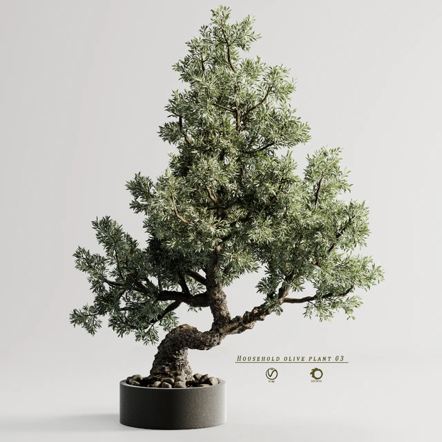 Household olive plant 03 — Скачать