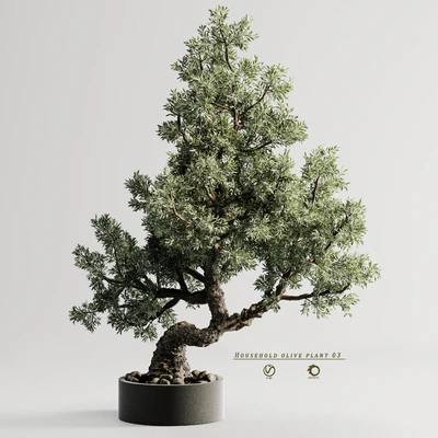 Household olive plant 03 — Вид 7