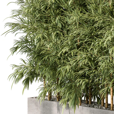 Bamboo Plants - Outdoor Plants 469 — Вид 4