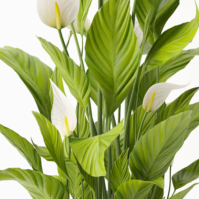 Spathiphyllum plant — Скачать