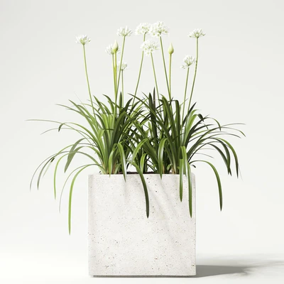 plant — Ver 1