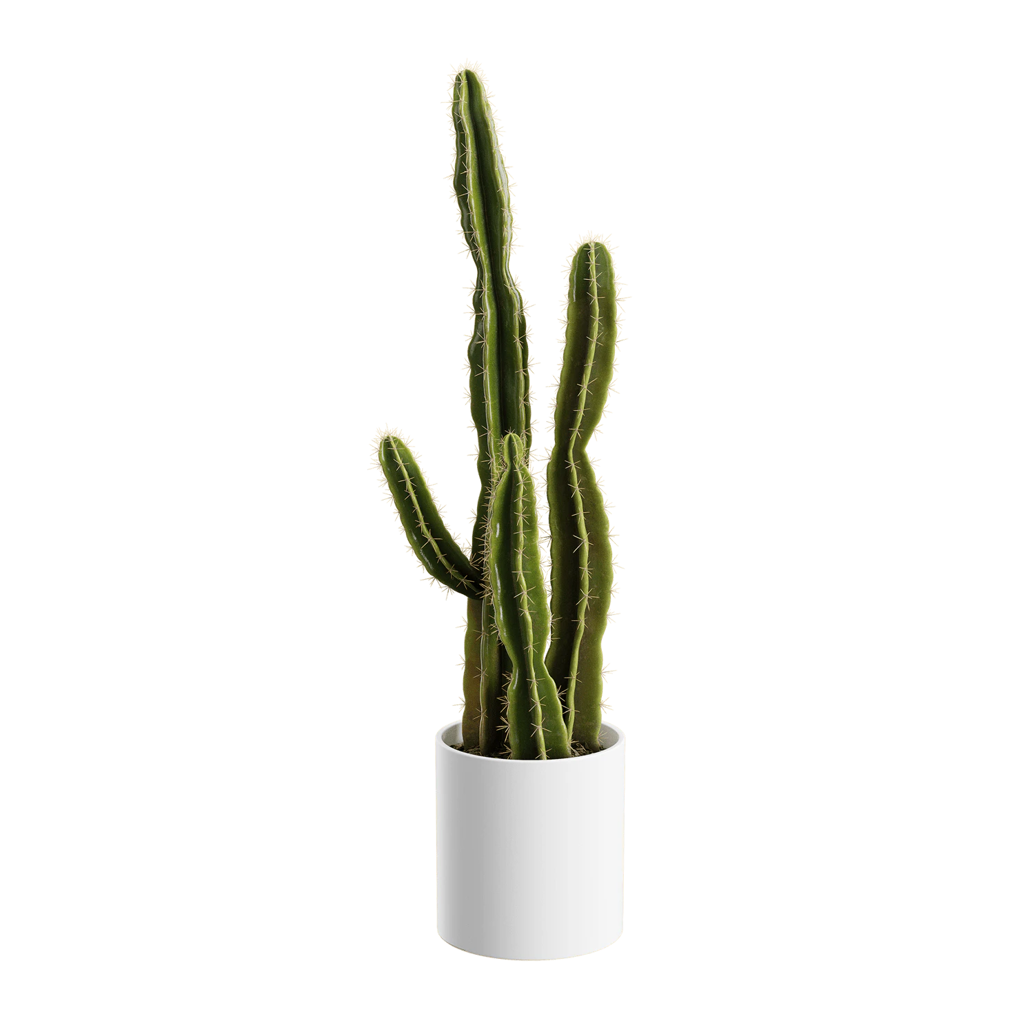 plant cactus saguaro — Descargar
