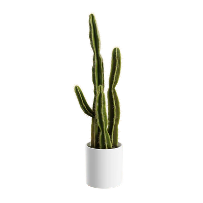 plant cactus saguaro — Descargar