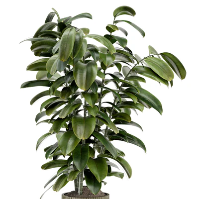 Indoor Ficus Plant in rusty Concrete Pot - Set 966 — Ver 6