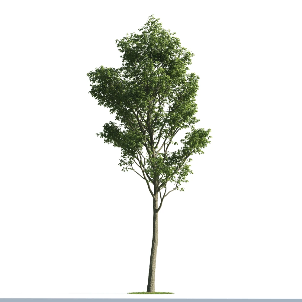 trees 049 — Descargar
