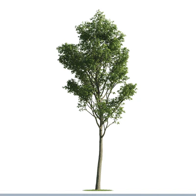 trees 049 — Descargar