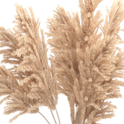 Bouquet of pampas grass — View 5