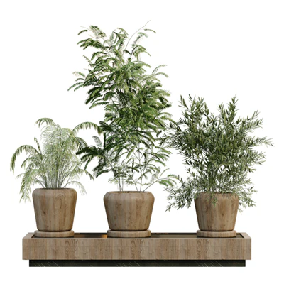green plant in box 269 — Вид 5