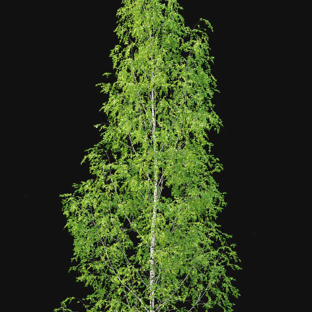 Birch forest part 12 — Descargar
