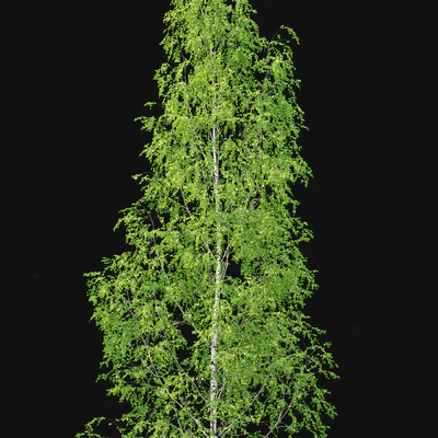 Birch forest part 12 — Ver 5