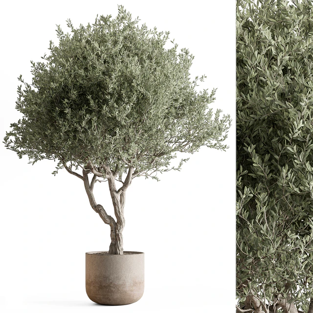 Indoor Plant 652 -Tree in Pot — Descargar