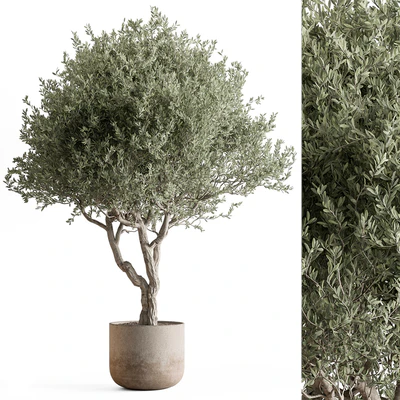 Indoor Plant 652 -Tree in Pot — Ver 1