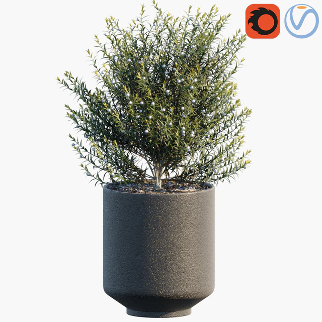 Plant in pots #31 — Скачать