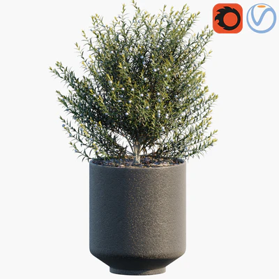 Plant in pots #31 — Вид 3