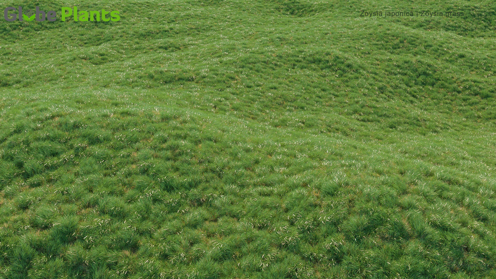zoysia japonica — Скачать