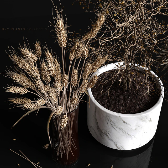 Dry plants collection — Скачать