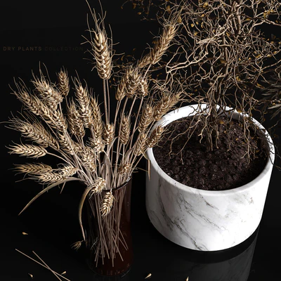 Dry plants collection — Вид 2