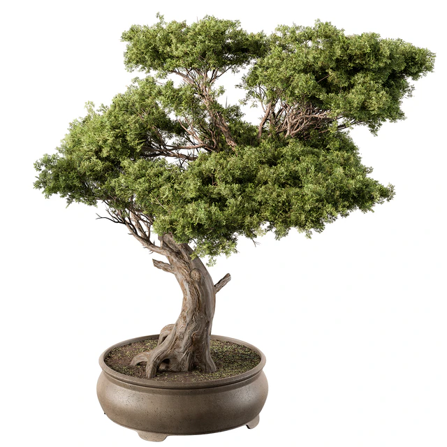 indoor Plant 451 - Bonsai Plant — Descargar