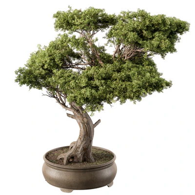 indoor Plant 451 - Bonsai Plant — Ver 1