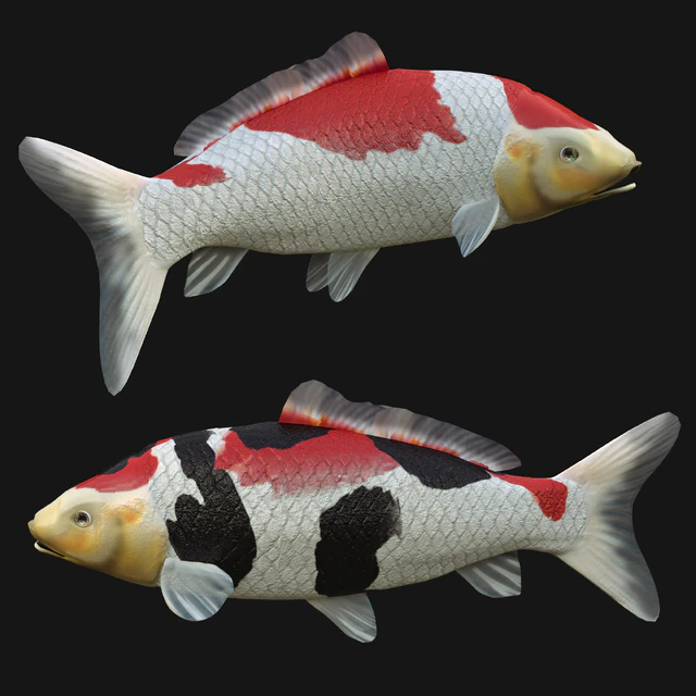 crap koi fish (riged) — Скачать