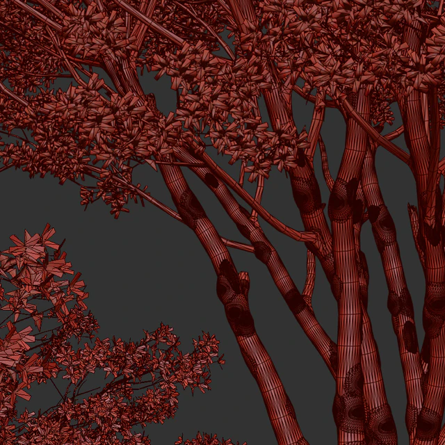 Set of Amelanchier Lamarckii Trees (Juneberry) (2 Trees) — Descargar